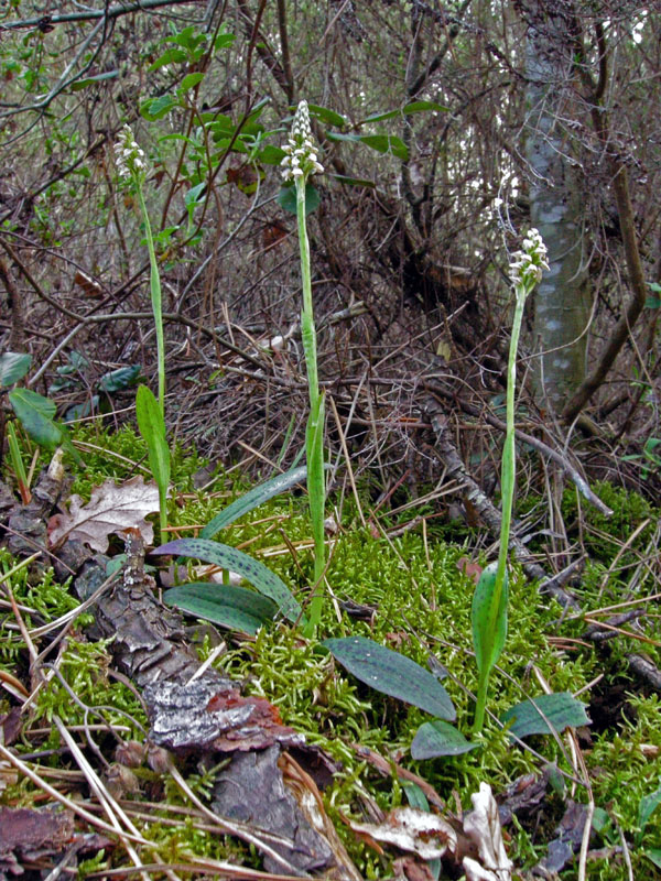 Neotinea maculata